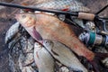 Trophy fishing. Big freshwater bronze bream or carp bream, white bream or silver bream and fishing rod with reel on landing net Royalty Free Stock Photo