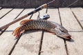 Trophy fishing. Big freshwater pike and fishing equipment lies o