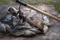 Trophy fishing. Freshwater bream fish and silver bream in landing net with fishery catch in it and fishing rod with reel Royalty Free Stock Photo