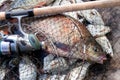 Trophy fishing. Freshwater bream fish and silver bream in landing net with fishery catch in it and fishing rod with reel Royalty Free Stock Photo