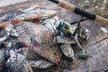 Trophy fishing. Freshwater bream fish and silver bream in landing net with fishery catch in it and fishing rod with reel Royalty Free Stock Photo