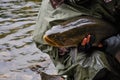 Trophy fishing on siberian taimen on the taiga river