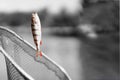 Trophy fishing. Small goldfish on fishing line on black and white background. Concept luck, fortune, case, finance