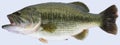 Trophy Largemouth Bass Royalty Free Stock Photo