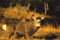 Trophy Mule Deer Buck Royalty Free Stock Photo