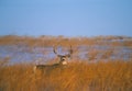 Trophy Mule Deer Buck