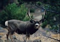 Trophy Mule Deer Buck Royalty Free Stock Photo