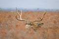 Trophy Mule Deer Buck Bedded Royalty Free Stock Photo