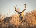 Trophy Mule Deer Buck beds down during fall hunting season