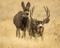 Trophy Mule Deer Buck chases estrus doe during peak of fall rut Royalty Free Stock Photo