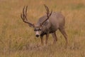 Trophy mule deer buck in Colorado meadow Royalty Free Stock Photo