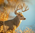 Trophy Mule Deer Buck stands near water hole Royalty Free Stock Photo