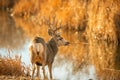 Trophy Mule Deer Buck pauses while taking drink at waterhole Royalty Free Stock Photo