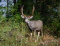 Trophy mule deer buck, 10 point, in natural outdoor setting. Wildlife scene of majestic mature buck with large rack. Hunting for b Royalty Free Stock Photo