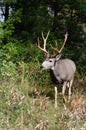 Trophy mule deer buck, 10 point, in natural outdoor setting. Wildlife scene of majestic mature buck with large rack. Hunting for b Royalty Free Stock Photo