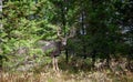 Trophy mule deer buck, 8 point in velvet. Wild majestic deer in natural outdoor setting. Large 8 point deer with antlers in velvet