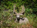 Trophy mule deer buck, 8 point in velvet. Wild majestic deer in natural outdoor setting. Large 8 point deer with antlers in velvet Royalty Free Stock Photo