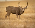 Trophy Mule Deer Buck poses for portrait in evening light