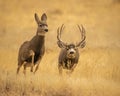 Trophy Mule Deer Buck runs after estrus doe during peak breeding season Royalty Free Stock Photo