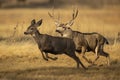 Trophy Mule Deer Buck runs with female muley during peak breeding season Royalty Free Stock Photo