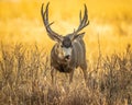 Trophy Mule Deer buck s shown licking his lips while feeding Royalty Free Stock Photo