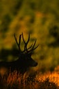 Trophy Mule Deer Buck Silhouette Royalty Free Stock Photo