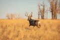 Trophy Mule Deer walks through woods in fall hunting season Royalty Free Stock Photo