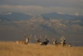 Trophy Mule Deer Bucks Royalty Free Stock Photo