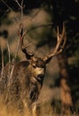 Trophy Mule Deer Bucks Royalty Free Stock Photo