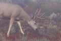 Trophy mule deer Royalty Free Stock Photo