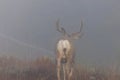 Trophy mule deer Royalty Free Stock Photo