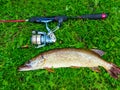 Trophy pike on green grass with ultralight spinning