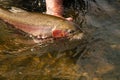 Trophy Rainbow trout being released.