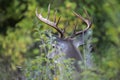 A Trophy White-tailed deer buck portrait walking through the meadow during the autumn rut in Canada Royalty Free Stock Photo