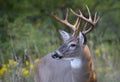 A Trophy White-tailed deer buck portrait walking through the meadow during the autumn rut in Canada Royalty Free Stock Photo