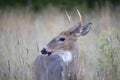 A Trophy White-tailed deer buck portrait walking through the meadow during the autumn rut in Canada Royalty Free Stock Photo