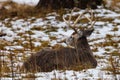Trophy White-tailed (Odocoileus virginianus) buck bedded down during winter in Wisconsin. Royalty Free Stock Photo