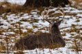 Trophy White-tailed (Odocoileus virginianus) buck bedded down during winter in Wisconsin. Royalty Free Stock Photo