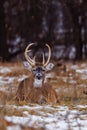 Trophy White-tailed (Odocoileus virginianus) buck bedded down during winter in Wisconsin. Royalty Free Stock Photo