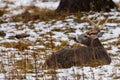 Trophy White-tailed (Odocoileus virginianus) buck bedded down during winter in Wisconsin. Royalty Free Stock Photo