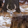 Trophy White-tailed (Odocoileus virginianus) buck bedded down during winter in Wisconsin. Royalty Free Stock Photo