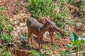 Trophy Whitetail Buck Deer Stag Royalty Free Stock Photo