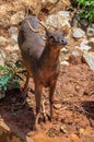 Trophy Whitetail Buck Deer Stag Royalty Free Stock Photo