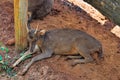 Trophy Whitetail Buck Deer Stag Royalty Free Stock Photo