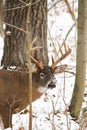 Whitetail Deer Buck Poses in the Snow Covered Woods Royalty Free Stock Photo