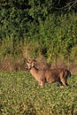 Trophy Whitetail Deer Buck in Bean Field