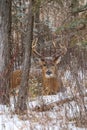 Trophy Whitetail Deer Buck Bedding Down in Forest Snow Royalty Free Stock Photo