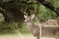 Trophy Whitetailed Deer Buck with Antlers, Driftwood Texas Royalty Free Stock Photo