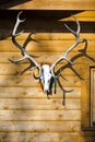 Trophy of winning piece on the wall - Big deer antlers with medal Royalty Free Stock Photo