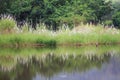 Tropial forest and wild grass flowers near canal and riverside